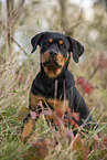 young Rottweiler