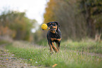 young Rottweiler