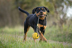 young Rottweiler