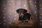 young Rottweiler