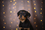 young Rottweiler