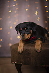 young Rottweiler