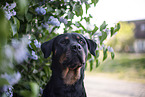 Rottweiler next to lilac