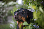 Rottweiler next to lilac