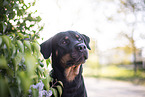 Rottweiler next to lilac