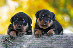 Rottweiler puppies