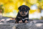 Rottweiler Puppy