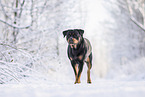 Rottweiler in the winter