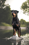 female Rottweiler