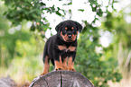 Rottweiler Puppy