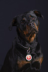 Rottweiler Portrait