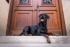 female Rottweiler