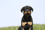 Rottweiler Puppy