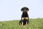 Rottweiler Puppy