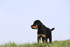 Rottweiler Puppy