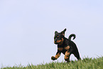 Rottweiler Puppy