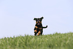 Rottweiler Puppy