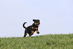 Rottweiler Puppy