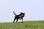 Rottweiler Puppy