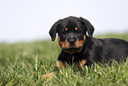 Rottweiler Puppy