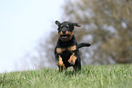 Rottweiler Puppy