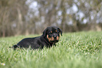 Rottweiler Puppy