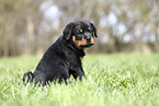 Rottweiler Puppy