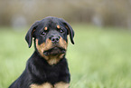 Rottweiler Puppy