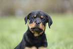 Rottweiler Puppy