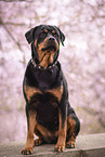 adult Rottweiler