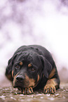 adult Rottweiler