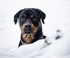 adult Rottweiler