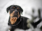 adult Rottweiler