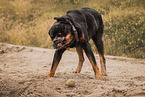 Rottweiler