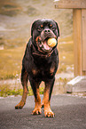 Rottweiler