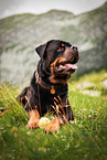 Rottweiler