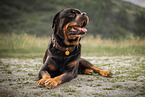 Rottweiler