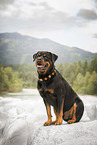 Rottweiler