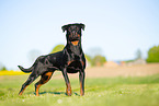 Rottweiler