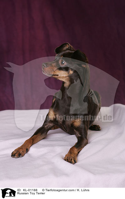 Russisch Toy Terrier / Russian Toy Terrier / KL-01188