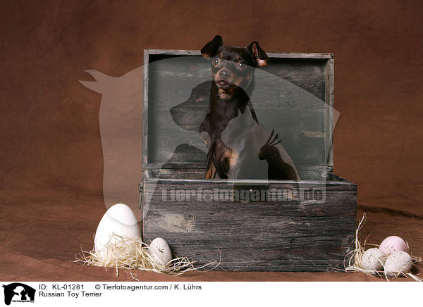 Russian Toy Terrier / KL-01281