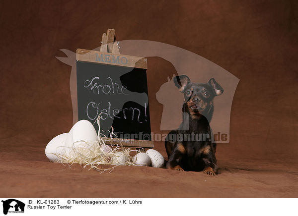 Russischer Toy Terrier / Russian Toy Terrier / KL-01283