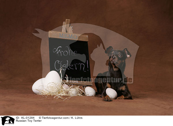 Russian Toy Terrier / KL-01284