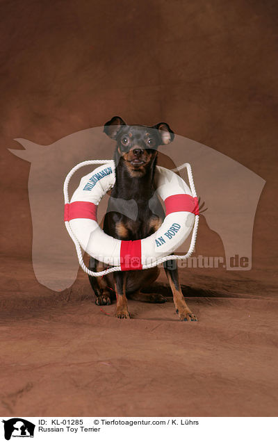 Russian Toy Terrier / KL-01285