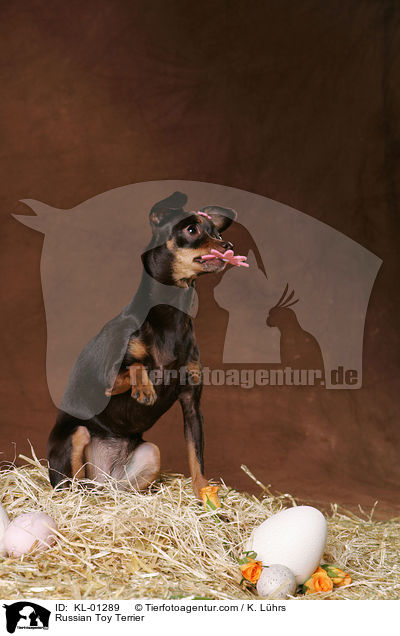 Russischer Toy Terrier / Russian Toy Terrier / KL-01289