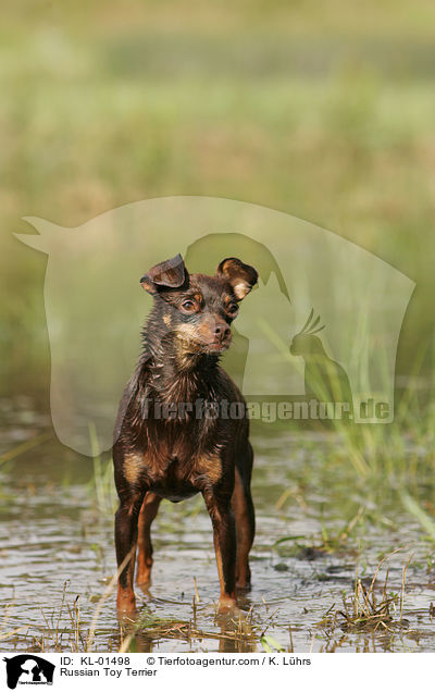 Russischer Toy Terrier / Russian Toy Terrier / KL-01498