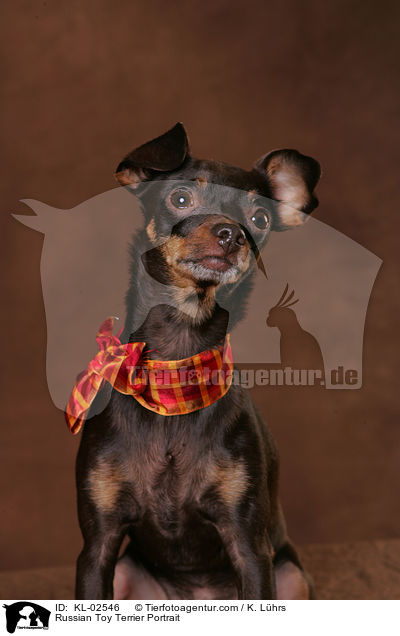 Russischer Toy Terrier Portrait / Russian Toy Terrier Portrait / KL-02546