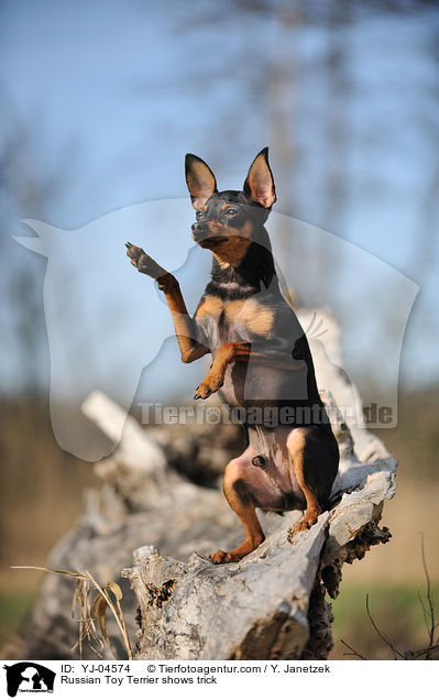 Russian Toy Terrier shows trick / YJ-04574