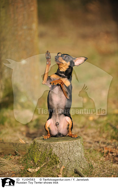 Russian Toy Terrier shows trick / YJ-04583