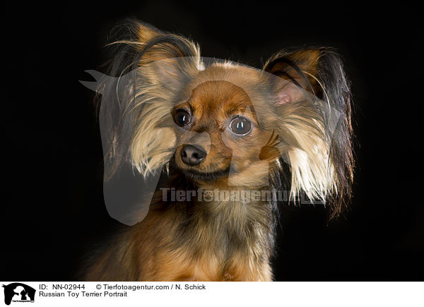 Russischer Toy Terrier Portrait / Russian Toy Terrier Portrait / NN-02944